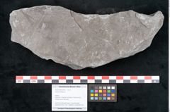 Foto (Objekt + Etikett) von Asterophyllites sp.  (NHMW-GEO-2024-0188-10993)